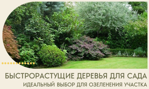 Быстрорастущие деревья для сада идеальный выбор в Таганроге