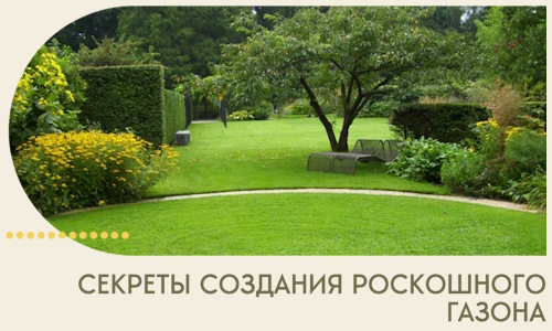 Секреты создания роскошного газона в Таганроге